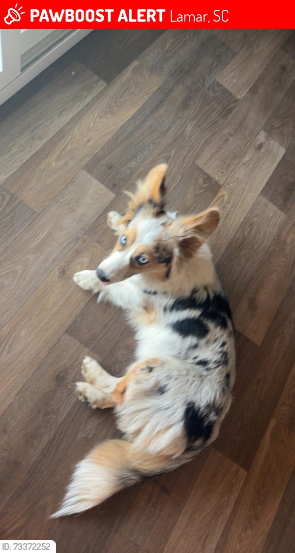 Lost Female Dog last seen Lynches River Rd, Lamar, SC 29069