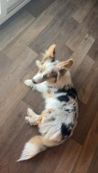 Lost Female Dog last seen Lynches River Rd, Lamar, SC 29069