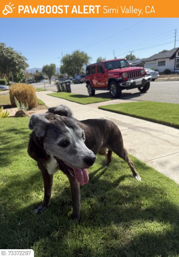 Found/Stray Unknown Dog last seen Tapo/ twp, Simi Valley, CA 93063