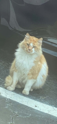 Lost Male Cat last seen Northwood Dr and Kingsport Dr, Atlanta, GA 30342