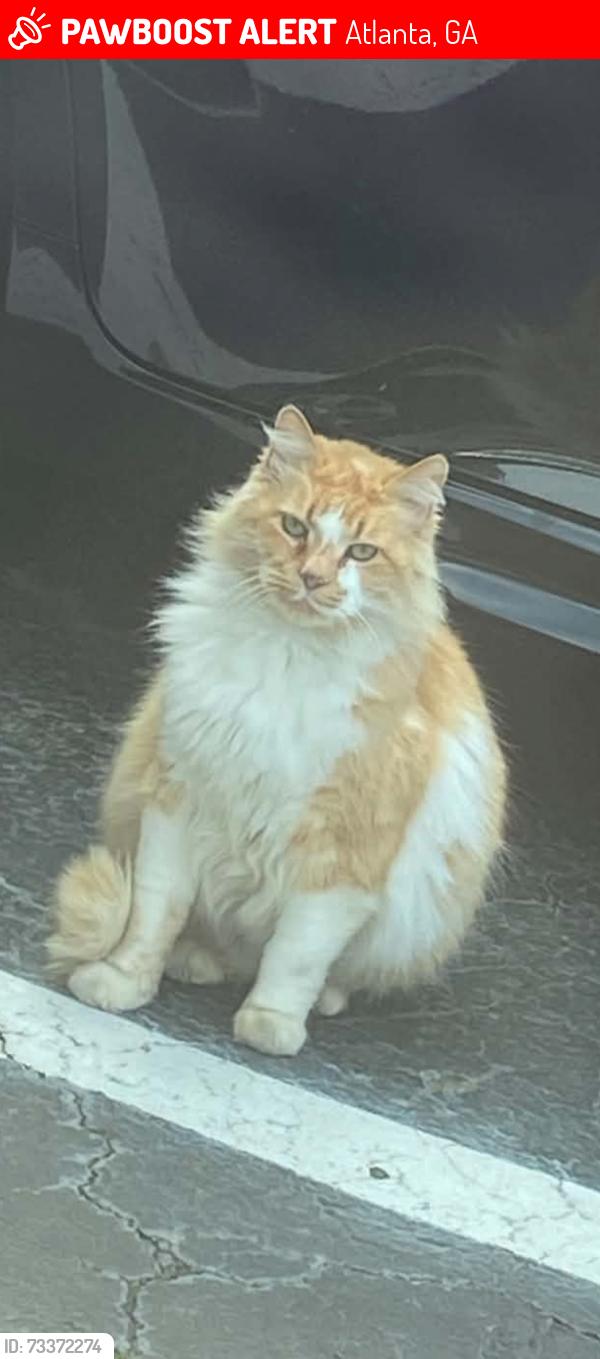 Lost Male Cat last seen Northwood Dr and Kingsport Dr, Atlanta, GA 30342