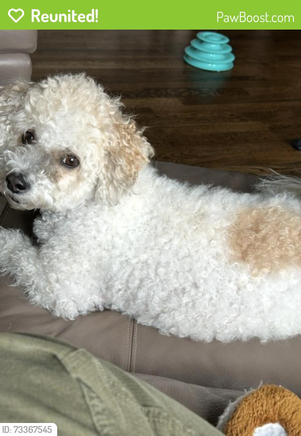 Reunited Female Dog last seen David Mountain Rd and Country Ridge Rd, Laurel Park, NC 28739