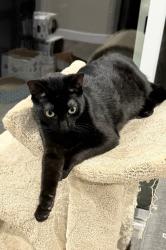 Reunited Female Cat last seen Greenwood & Leora, La Habra, CA 90631
