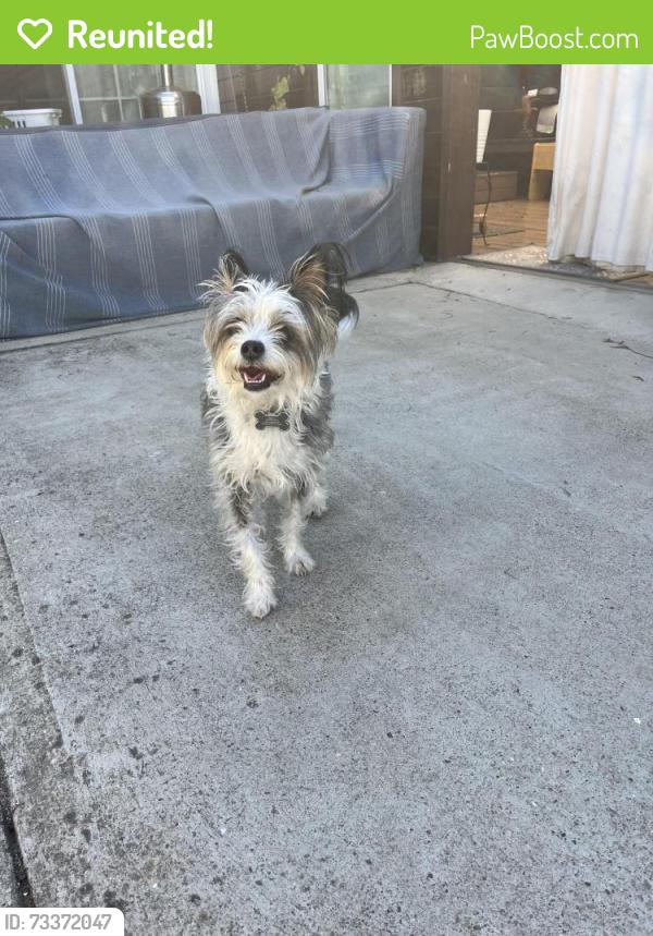 Reunited Female Dog last seen Tilton Ave and Monte Diablo, San Mateo, CA 94401