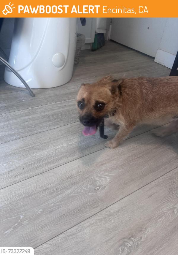 Found/Stray Male Dog last seen Clark ave, Encinitas, CA 92024