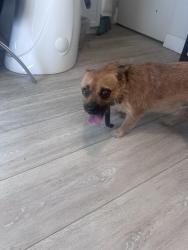 Found/Stray Male Dog last seen Clark ave, Encinitas, CA 92024