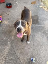 Found/Stray Male Dog last seen I20 and Oak grove rd., Fort Worth, TX 76119