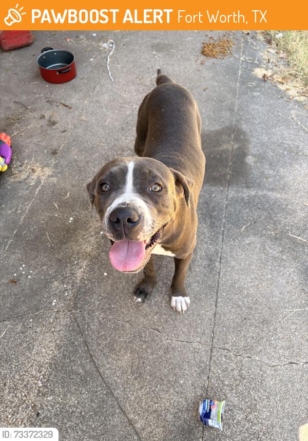 Found/Stray Male Dog last seen I20 and Oak grove rd., Fort Worth, TX 76119
