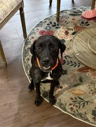 Reunited Female Dog last seen Dock court/jones bridge station, Norcross, GA 30092