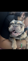 Lost Female Dog last seen Chardoney way Mira loma ca, Jurupa Valley, CA 91752