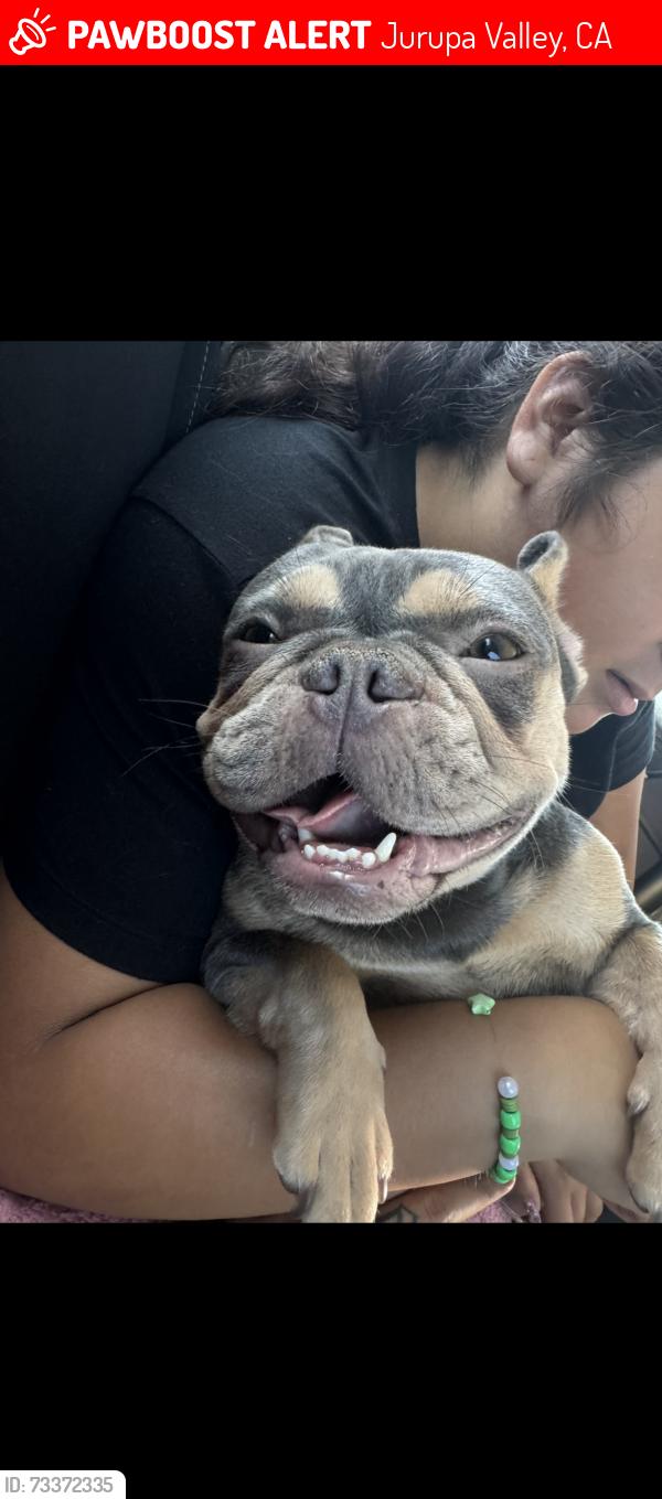 Lost Female Dog last seen Chardoney way Mira loma ca, Jurupa Valley, CA 91752