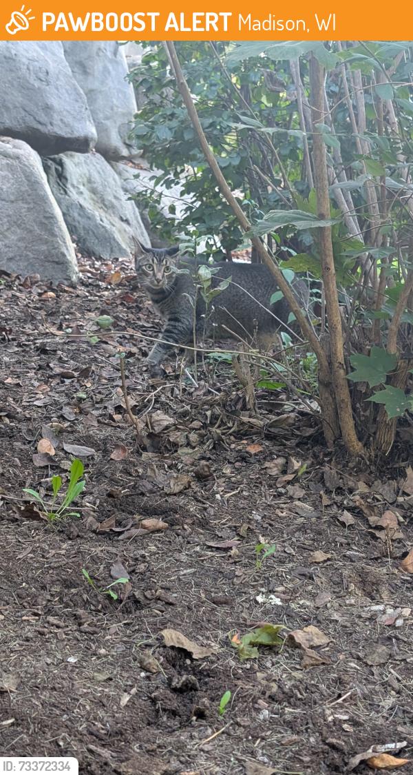 Found/Stray Unknown Cat last seen Sherman and Wheeler Ave SW, Madison, WI 53704