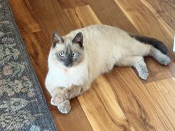 Lost Male Cat last seen Pearson St and Pearson Town Rd, Moore, SC 29369
