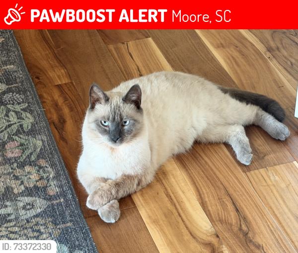 Lost Male Cat last seen Pearson St and Pearson Town Rd, Moore, SC 29369
