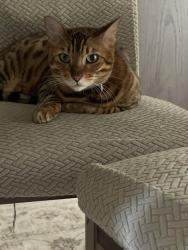 Lost Male Cat last seen Osman road any major oaks, Pickering, ON L1X 0E2