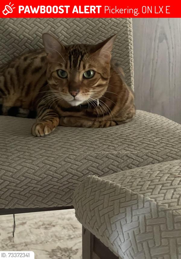 Lost Male Cat last seen Osman road any major oaks, Pickering, ON L1X 0E2