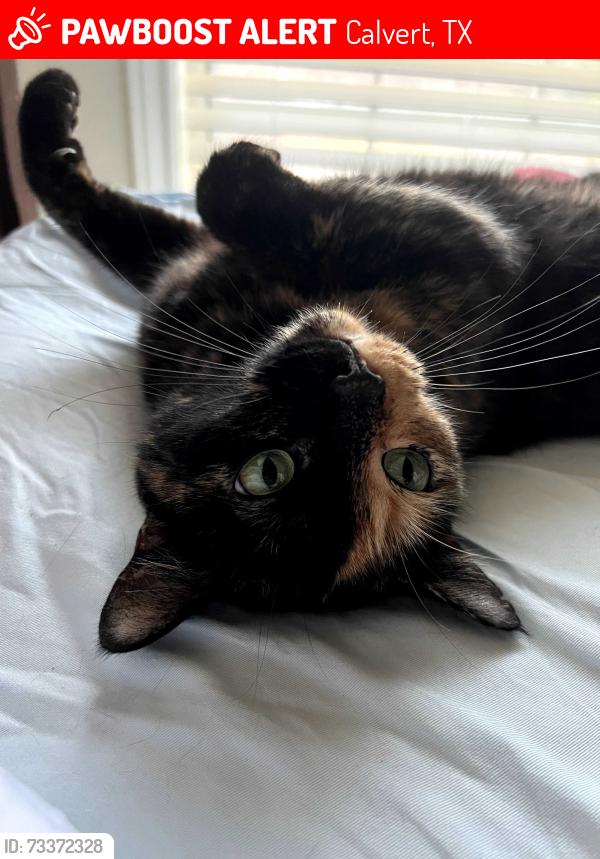 Lost Female Cat last seen China and Logan, Calvert, TX 77837