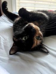Lost Female Cat last seen China and Logan, Calvert, TX 77837