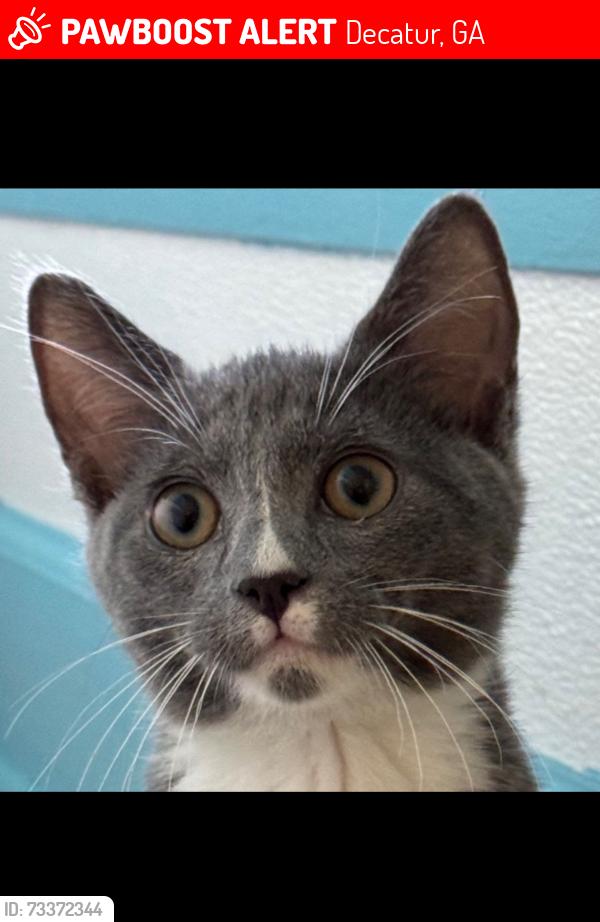 Lost Female Cat last seen Near June Apple drive, Decatur, GA 30034