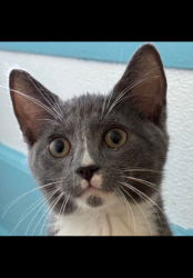 Lost Female Cat last seen Near June Apple drive, Decatur, GA 30034