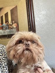 Lost Male Dog last seen 6st BALCH AVE, Fresno, CA 93702