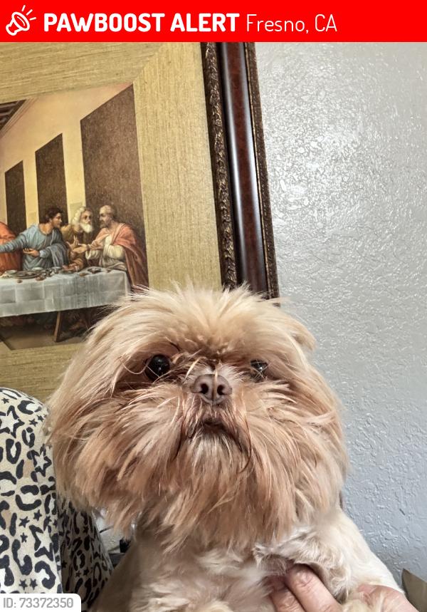 Lost Male Dog last seen 6st BALCH AVE, Fresno, CA 93702
