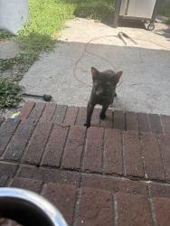 Found/Stray Unknown Cat last seen Axis circle, Hope Mills, NC 28348