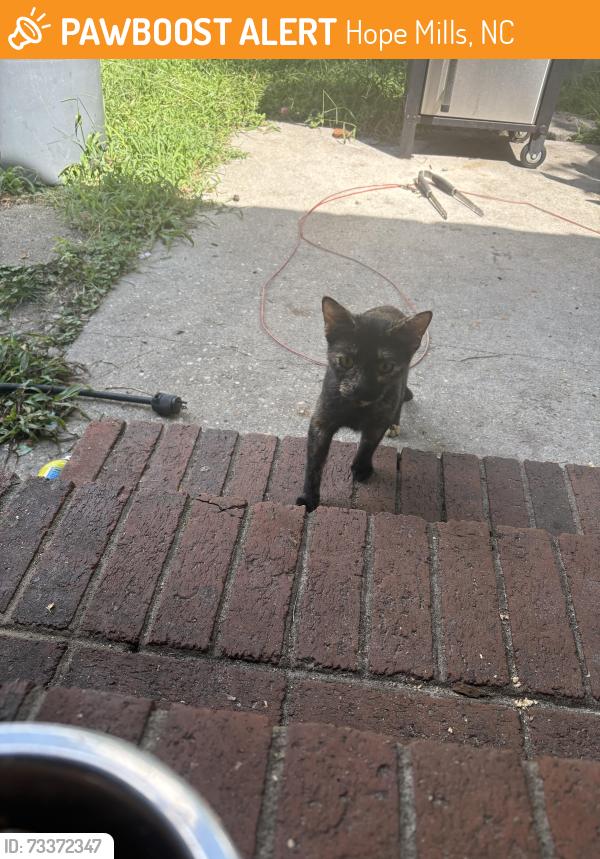 Found/Stray Unknown Cat last seen Axis circle, Hope Mills, NC 28348