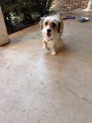 Found/Stray Male Dog last seen 56th Street Ave P, Lubbock, TX 79413