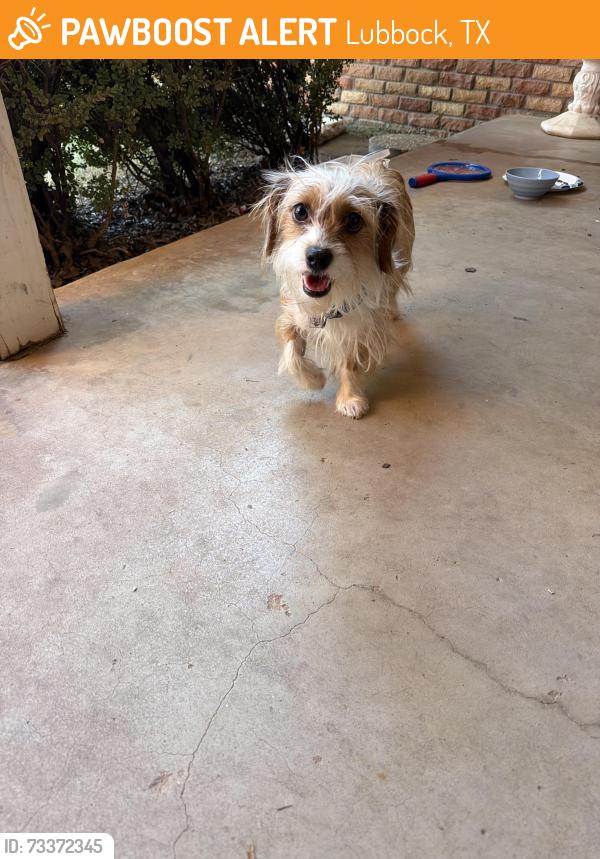 Found/Stray Male Dog last seen 56th Street Ave P, Lubbock, TX 79413