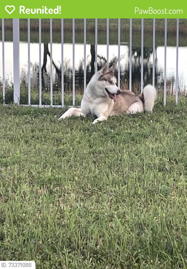 Reunited Male Dog last seen Near Lugo St Fort Pierce FL, Fort Pierce, FL 34951