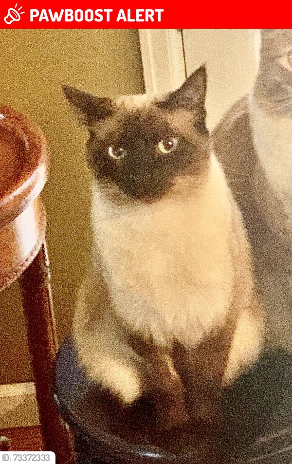 Lost Female Cat last seen Woodmen coirt and woodmen road, Colorado Springs, CO 80919