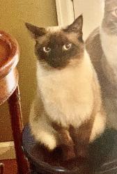 Lost Female Cat last seen Woodmen coirt and woodmen road, Colorado Springs, CO 80919