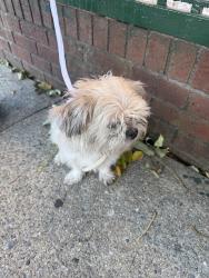 Found/Stray Male Dog last seen Macdougal street Brooklyn, Brooklyn, NY 11233