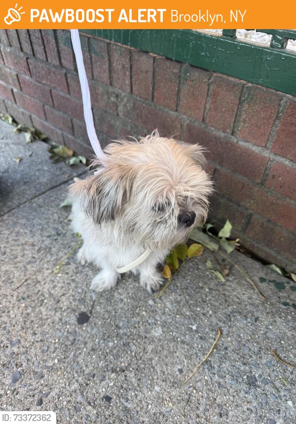 Found/Stray Male Dog last seen Macdougal street Brooklyn, Brooklyn, NY 11233