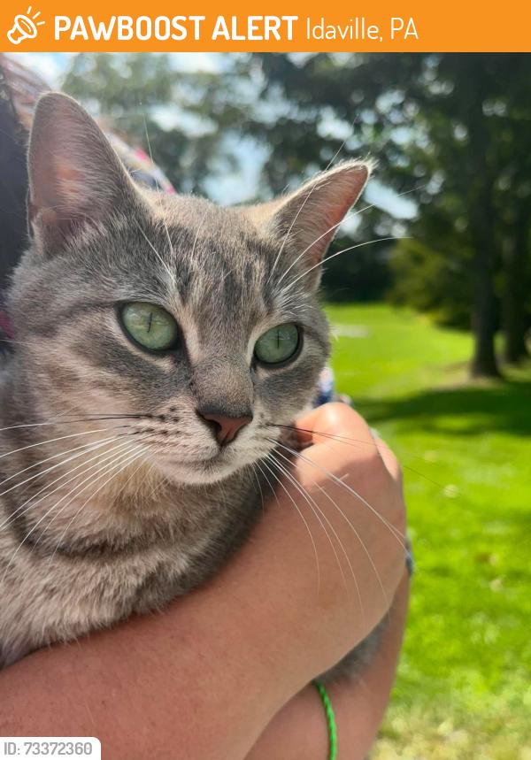 Found/Stray Female Cat last seen Idaville Gardners Pa, Idaville, PA 17324
