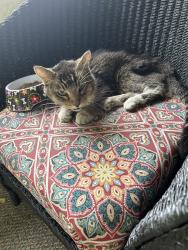 Found/Stray Unknown Cat last seen 23rd and Cleveland NE near the Quarry shopping center, Minneapolis, MN 55418