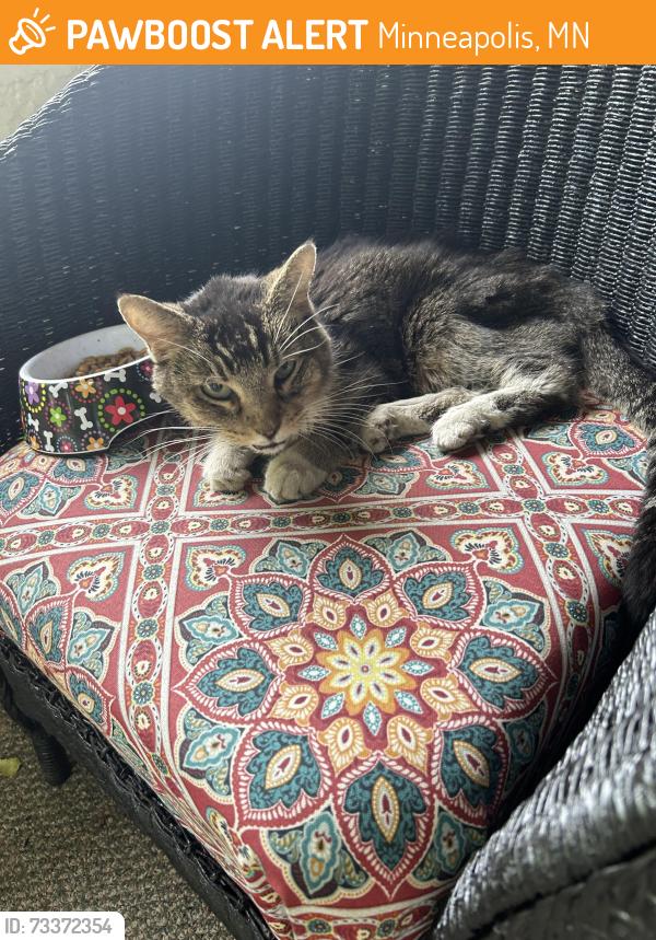 Found/Stray Unknown Cat last seen 23rd and Cleveland NE near the Quarry shopping center, Minneapolis, MN 55418