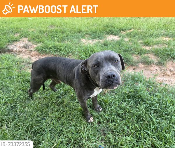 Found/Stray Male Dog last seen Farrell Rd and 2432, Montgomery County, TX 77378