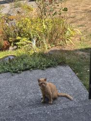 Found/Stray Male Cat last seen Comanche drive, Mount Vernon, WA 98273