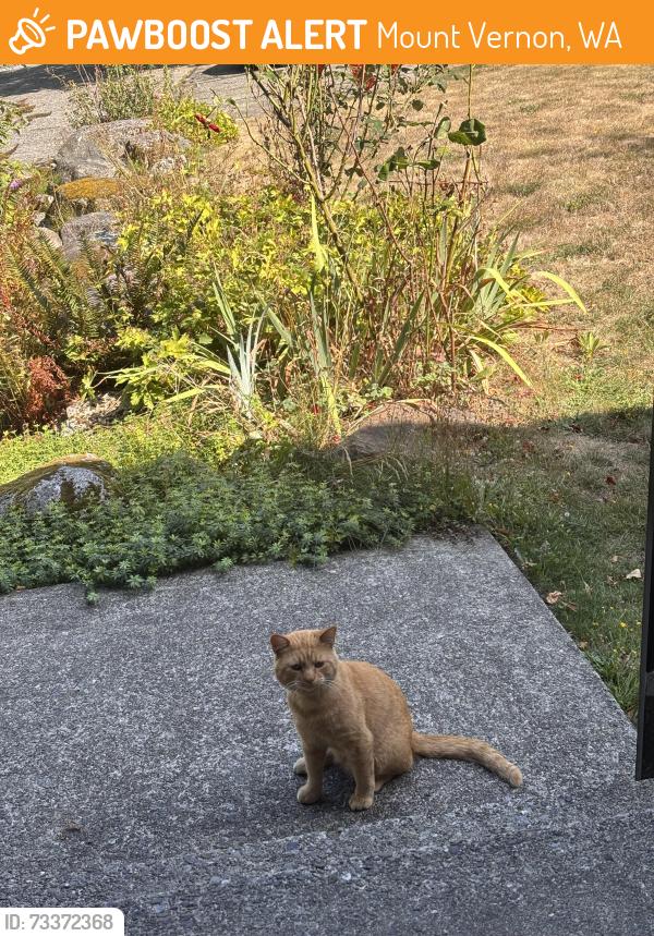 Found/Stray Male Cat last seen Comanche drive, Mount Vernon, WA 98273