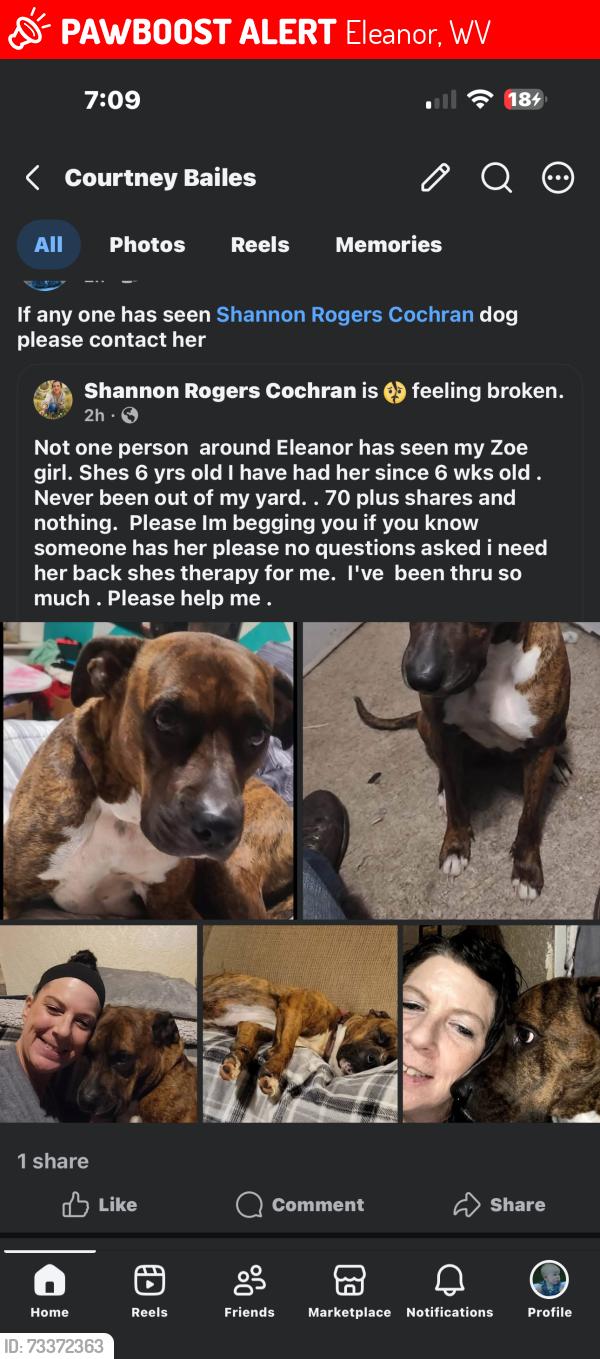 Lost Female Dog last seen Eleanor WV, Eleanor, WV 25070