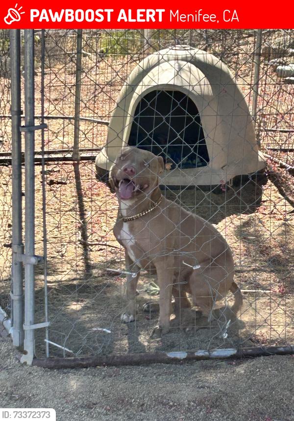 Lost Male Dog last seen Craig and murrieta, Menifee, CA 92584