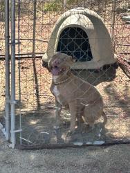 Lost Male Dog last seen Craig and murrieta, Menifee, CA 92584