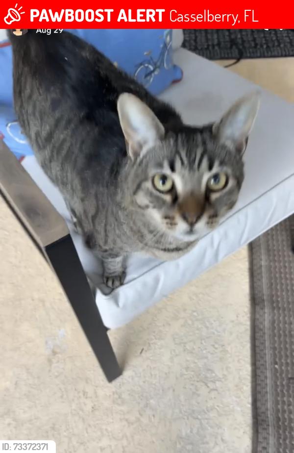 Lost Female Cat last seen Red Bug Lake Rd, Casselberry, FL 32707