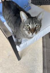 Lost Female Cat last seen Red Bug Lake Rd, Casselberry, FL 32707