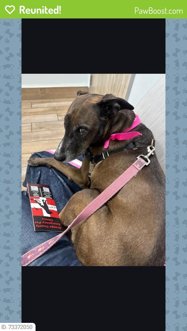 Reunited Female Dog last seen Magnolia Ave and Park Ave, San Jose, CA 95126
