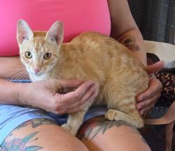 Found/Stray Male Cat last seen Chenonceau blvd, Little Rock, AR 72223