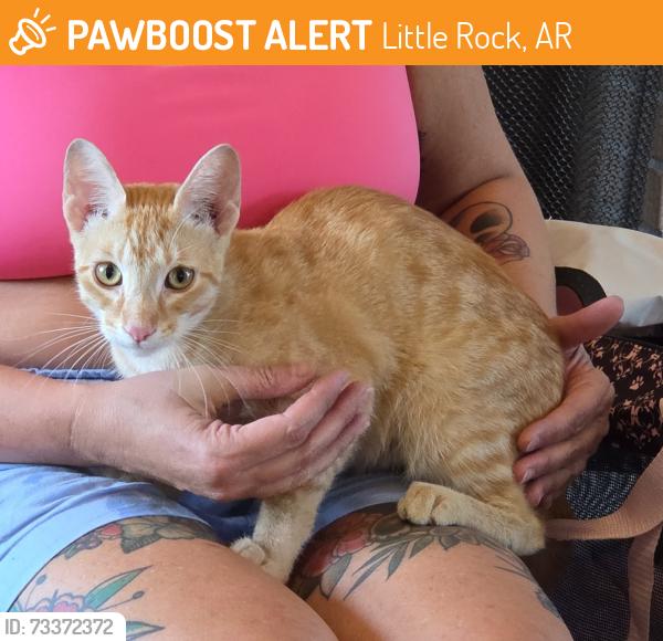 Found/Stray Male Cat last seen Chenonceau blvd, Little Rock, AR 72223