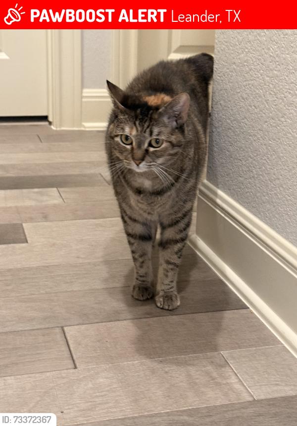 Lost Female Cat last seen Dessert shade Bend and Osage street, Leander, TX 78641